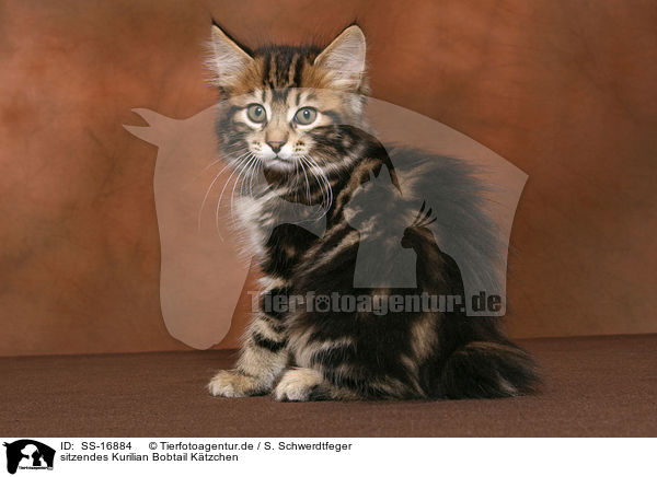 sitzendes Kurilian Bobtail Ktzchen / sitting Kurilian Bobtail kitten / SS-16884