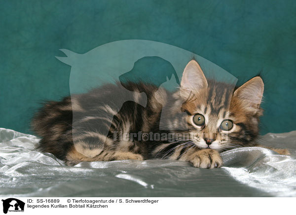 liegendes Kurilian Bobtail Ktzchen / lying Kurilian Bobtail kitten / SS-16889