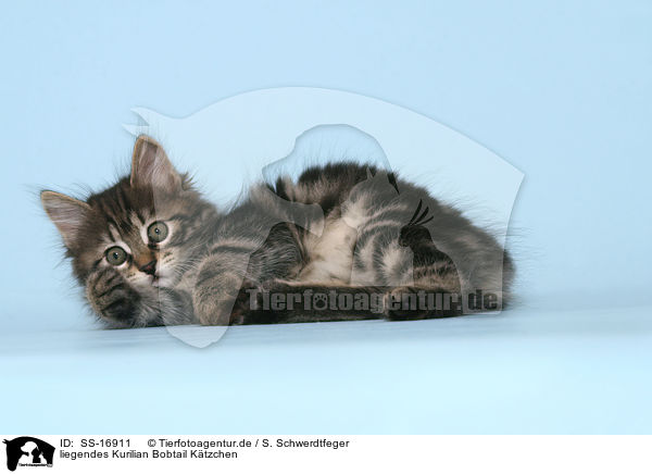 liegendes Kurilian Bobtail Ktzchen / SS-16911