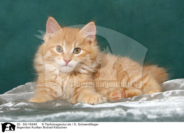 liegendes Kurilian Bobtail Ktzchen / lying Kurilian Bobtail kitten / SS-16949