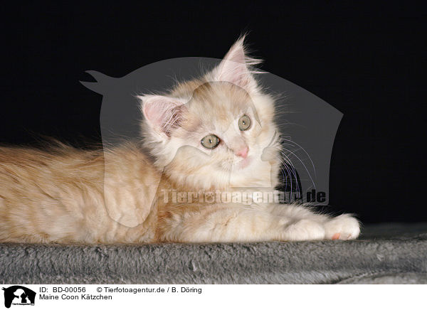 Maine Coon Ktzchen / BD-00056