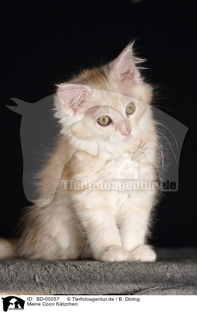 Maine Coon Ktzchen / Maine Coon Kitten / BD-00057