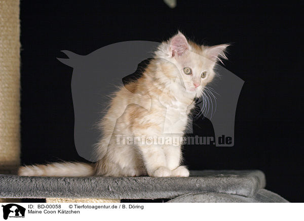 Maine Coon Ktzchen / BD-00058