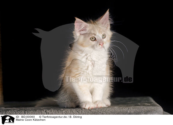 Maine Coon Ktzchen / Maine Coon Kitten / BD-00060