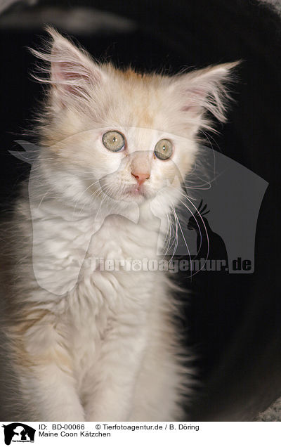 Maine Coon Ktzchen / Maine Coon Kitten / BD-00066