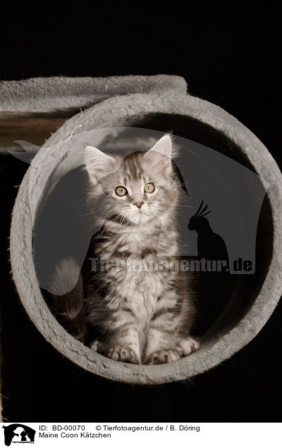 Maine Coon Ktzchen / Maine Coon Kitten / BD-00070