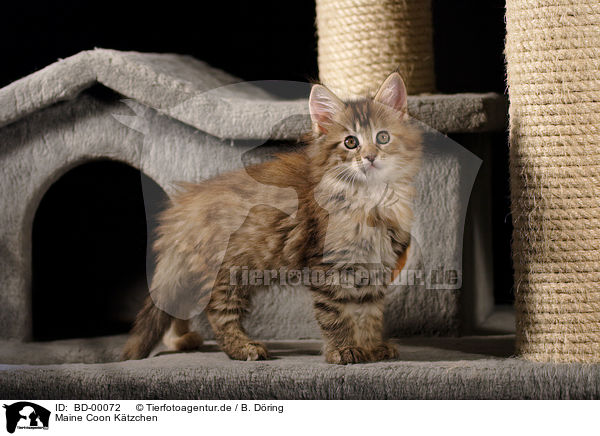 Maine Coon Ktzchen / Maine Coon Kitten / BD-00072