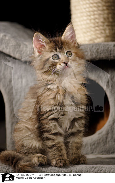 Maine Coon Ktzchen / Maine Coon Kitten / BD-00074