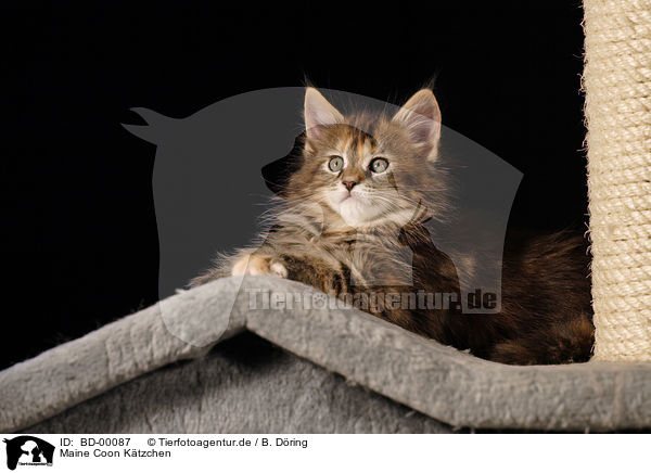 Maine Coon Ktzchen / Maine Coon Kitten / BD-00087