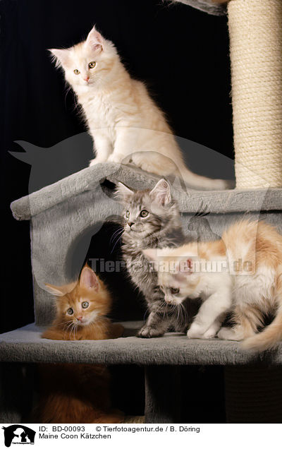 Maine Coon Ktzchen / Maine Coon Kitten / BD-00093