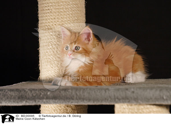 Maine Coon Ktzchen / Maine Coon Kitten / BD-00095