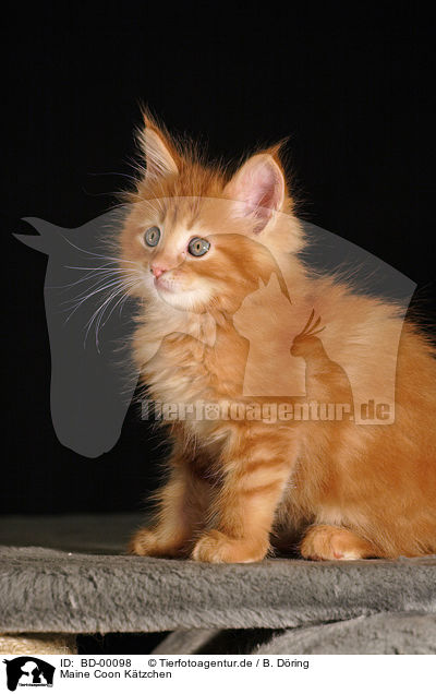 Maine Coon Ktzchen / Maine Coon Kitten / BD-00098