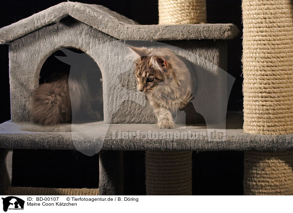 Maine Coon Ktzchen / Maine Coon Kitten / BD-00107