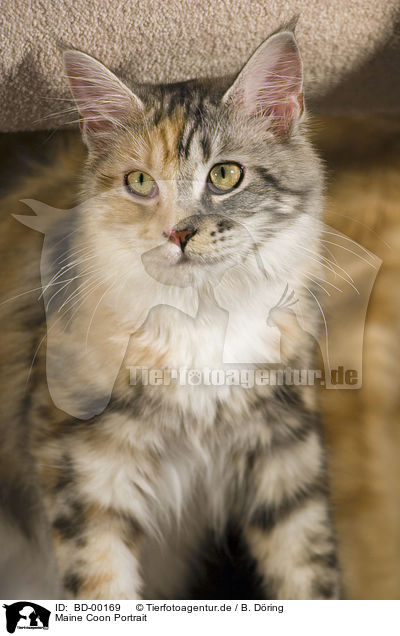 Maine Coon Portrait / Maine Coon Portrait / BD-00169