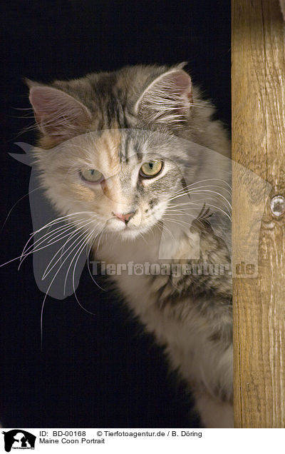 Maine Coon Portrait / Maine Coon Portrait / BD-00168