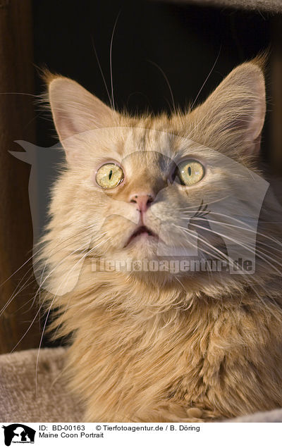 Maine Coon Portrait / Maine Coon Portrait / BD-00163