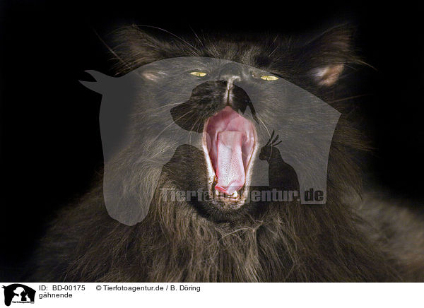 ghnende / yawning Maine Coon / BD-00175