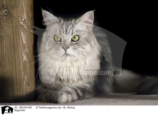 liegende / lying Maine Coon / BD-00185