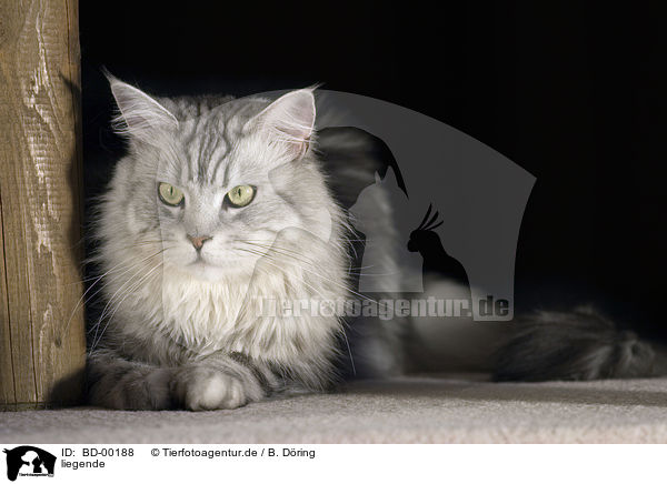 liegende / lying Maine Coon / BD-00188