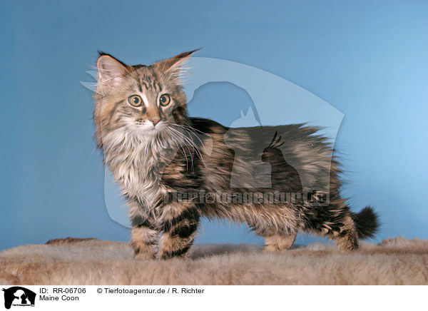 Maine Coon / Maine Coon / RR-06706