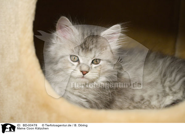 Maine Coon Ktzchen / Kitten / BD-00478