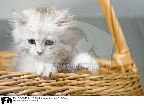 Maine Coon Ktzchen / Kitten / BD-00479