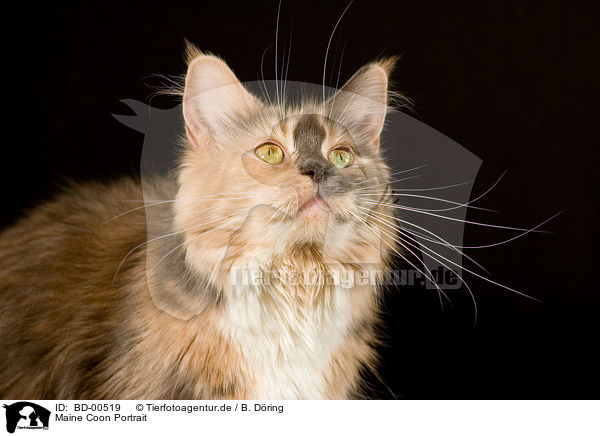 Maine Coon Portrait / Maine Coon Portrait / BD-00519