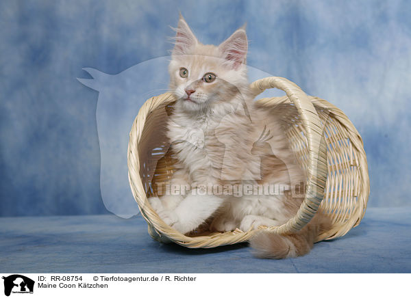 Maine Coon Ktzchen / Maine Coon kitten / RR-08754