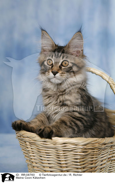 Maine Coon Ktzchen / Maine Coon kitten / RR-08760