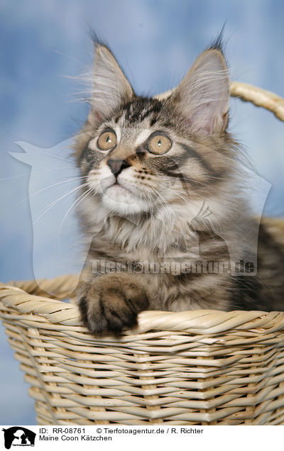 Maine Coon Ktzchen / Maine Coon kitten / RR-08761