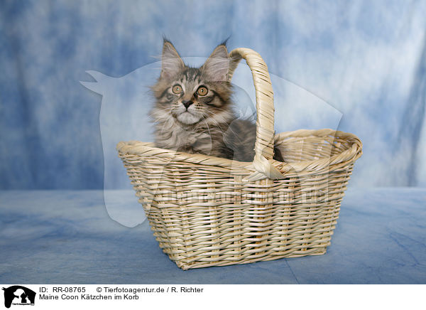 Maine Coon Ktzchen im Korb / Maine Coon in basket / RR-08765