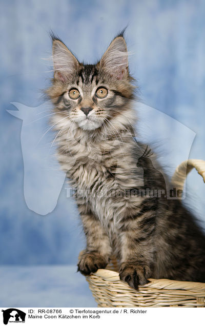 Maine Coon Ktzchen im Korb / Maine Coon in basket / RR-08766