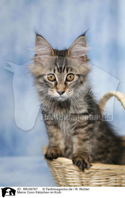 Maine Coon Ktzchen im Korb / Maine Coon in basket / RR-08767