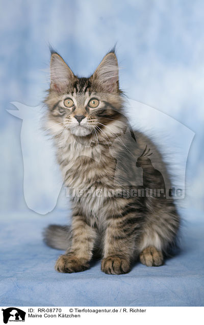 Maine Coon Ktzchen / Maine Coon Kitten / RR-08770