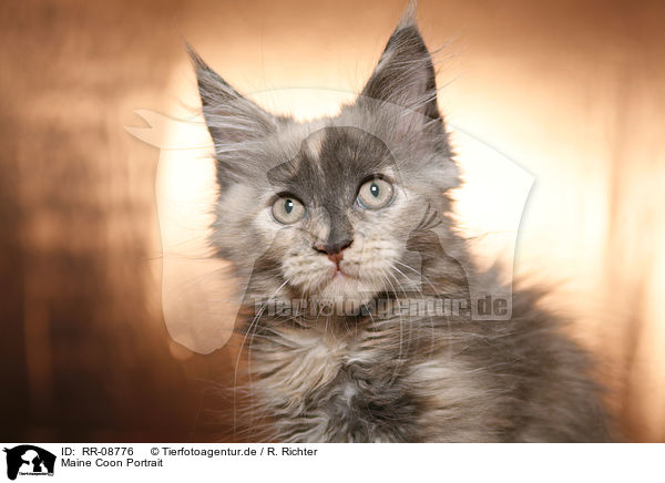 Maine Coon Portrait / Maine Coon Portrait / RR-08776