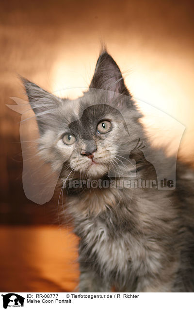 Maine Coon Portrait / Maine Coon Portrait / RR-08777