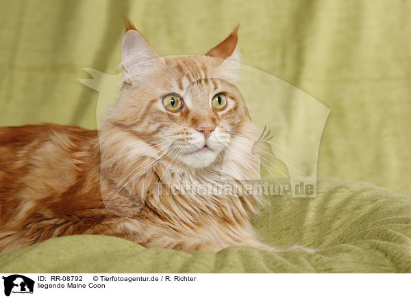 liegende Maine Coon / lying Maine Coon / RR-08792