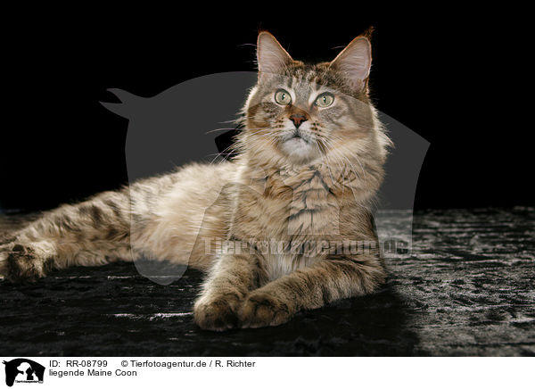 liegende Maine Coon / lying Maine Coon / RR-08799