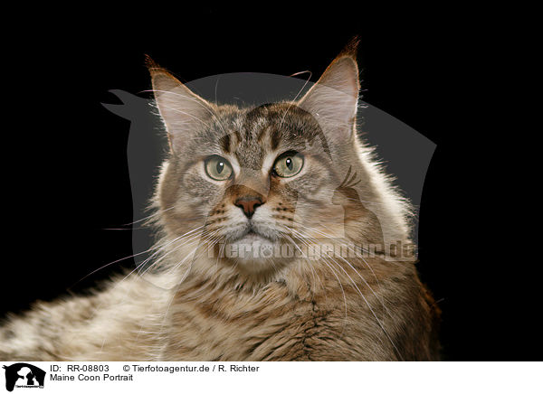 Maine Coon Portrait / Maine Coon Portrait / RR-08803