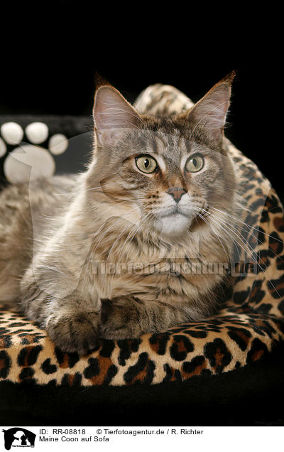 Maine Coon auf Sofa / Maine Coon on Couch / RR-08818