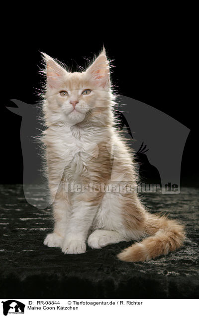 Maine Coon Ktzchen / Maine Coon Kitten / RR-08844