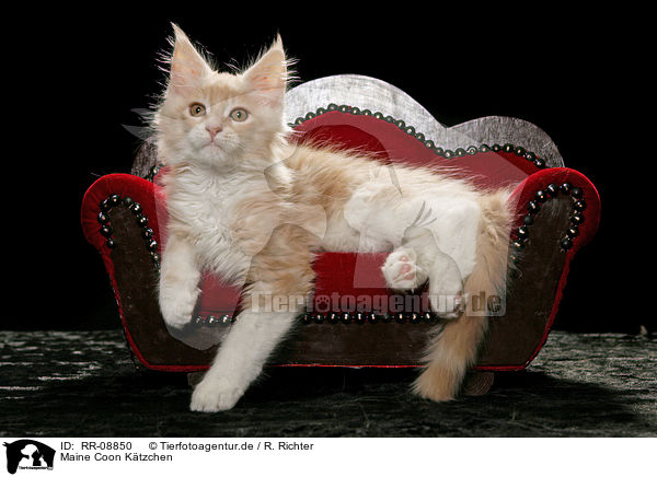 Maine Coon Ktzchen / Maine Coon Kitten / RR-08850