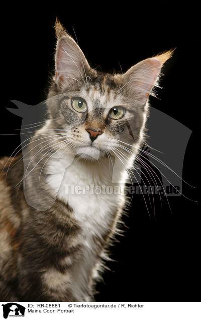 Maine Coon Portrait / Maine Coon Portrait / RR-08881