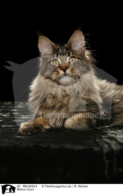 Maine Coon / Maine Coon / RR-08924