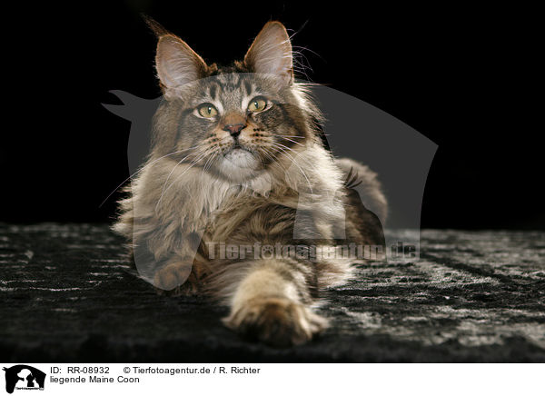 liegende Maine Coon / lying Maine Coon / RR-08932