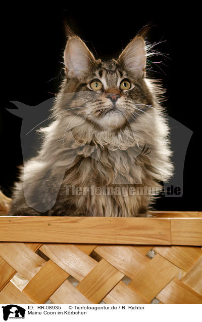 Maine Coon im Krbchen / Maine Coon in basket / RR-08935