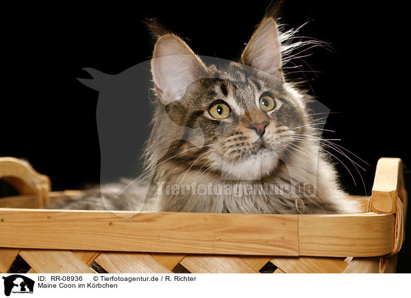 Maine Coon im Krbchen / Maine Coon in basket / RR-08936