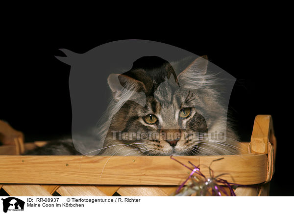 Maine Coon im Krbchen / Maine Coon in basket / RR-08937