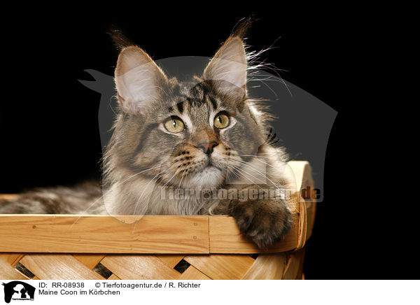 Maine Coon im Krbchen / Maine Coon in basket / RR-08938