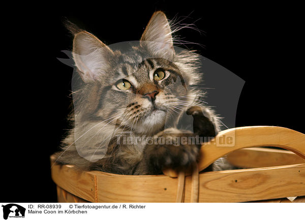 Maine Coon im Krbchen / Maine Coon in basket / RR-08939